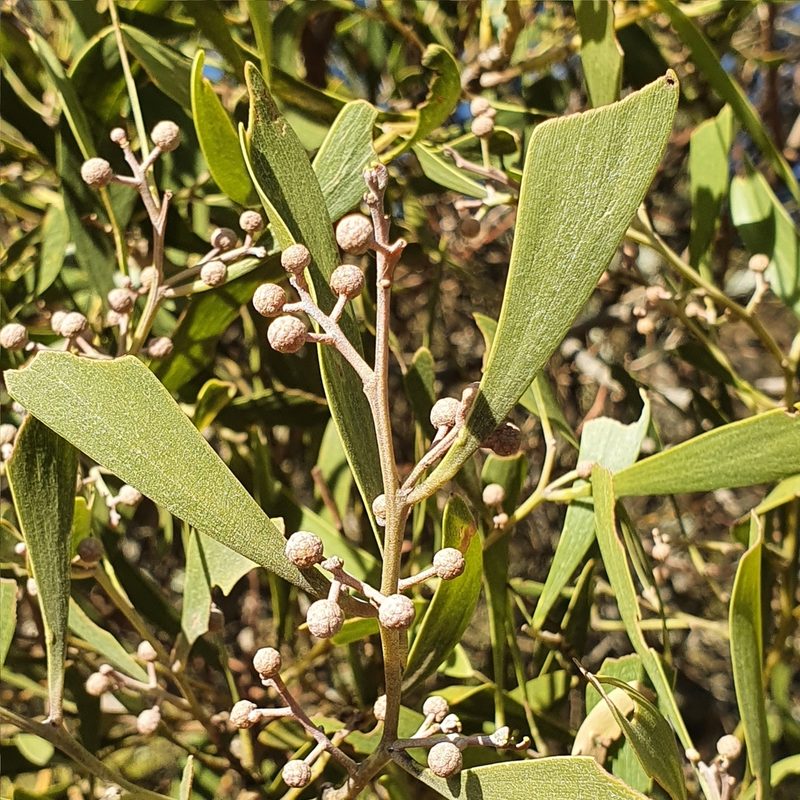 Acacia melanoxylon, photographed by ronavery