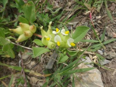 Tripodion tetraphyllum, photographed by Ben Costamagna