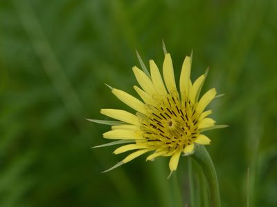 Tragopogon dubius, photographed by Борис Георги
