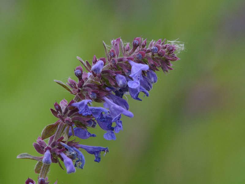 Dracocephalum nutans, photographed by Борис Георги