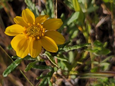 Eriophyllum lanatum, photographed by Casey H. Richart