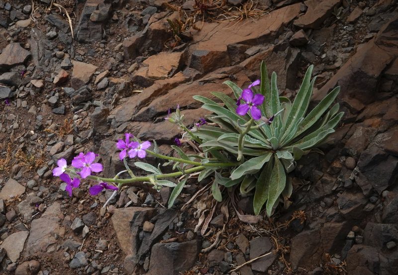 Matthiola maderensis, photographed by desertnaturalist