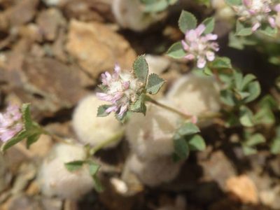 Trifolium tomentosum, photographed by Ben Costamagna