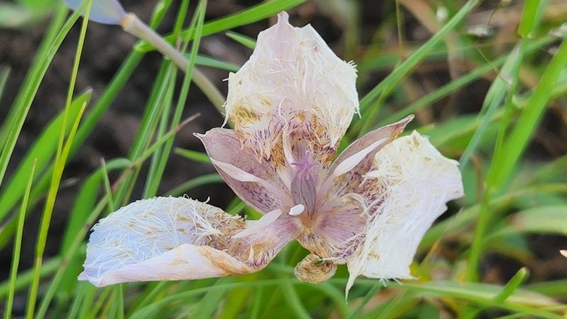 Calochortus tolmiei, photographed by Casey H. Richart