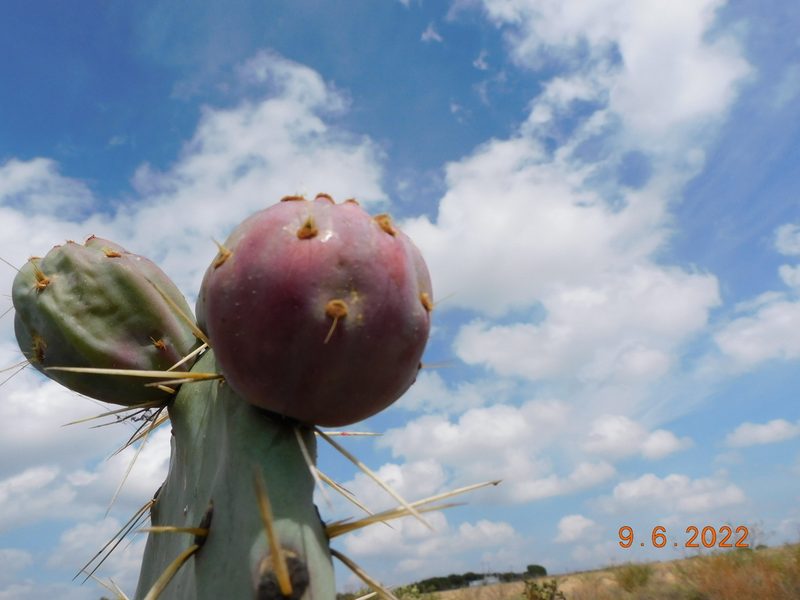 Opuntia robusta, photographed by Jonathan Rodriguez