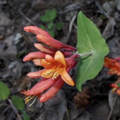 Lonicera arizonica, photographed by Sue Carnahan