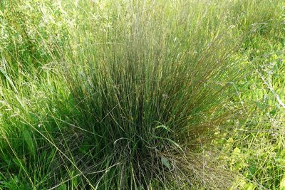 Juncus inflexus, photographed by Татьяна Горбушина
