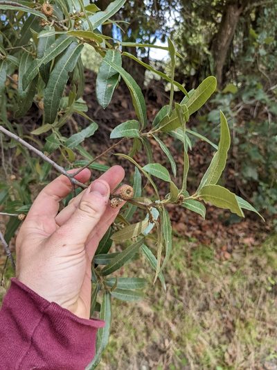 Quercus crassipes, photographed by Connor McInerney