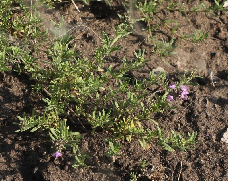 Thymus pallasianus, photographed by ll r Ирина