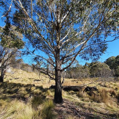 Eucalyptus viminalis, photographed by ronavery