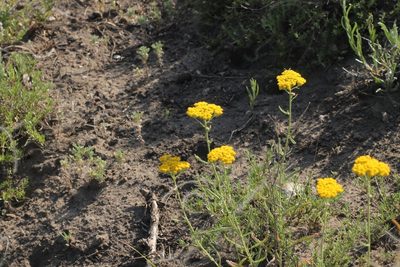 Achillea micrantha