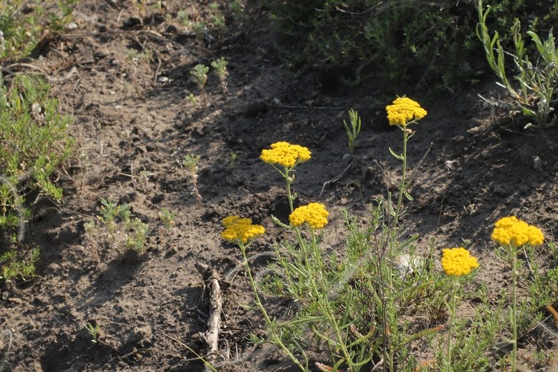 Achillea micrantha, photographed by ll r Ирина