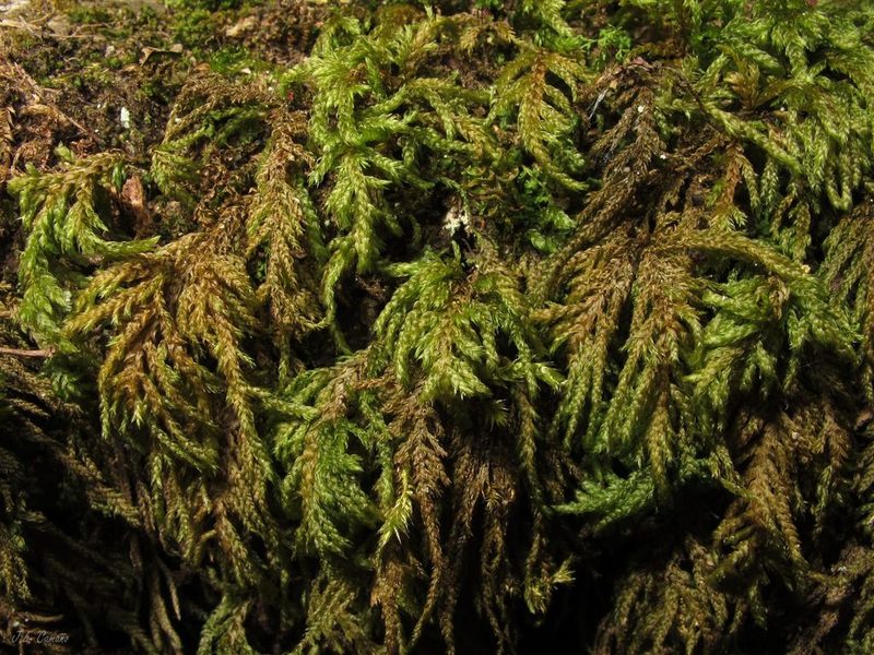 Thamnobryum alopecurum, photographed by José Luis Camaño