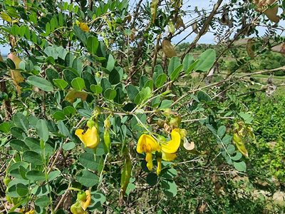 Colutea arborescens, photographed by veroalsace