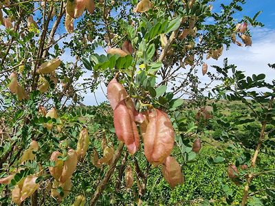 Colutea arborescens, photographed by veroalsace