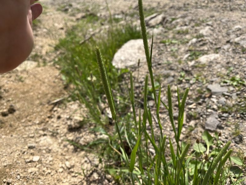 Phleum pratense, photographed by Pavel Kacl