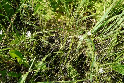 Stellaria graminea, photographed by Татьяна Горбушина