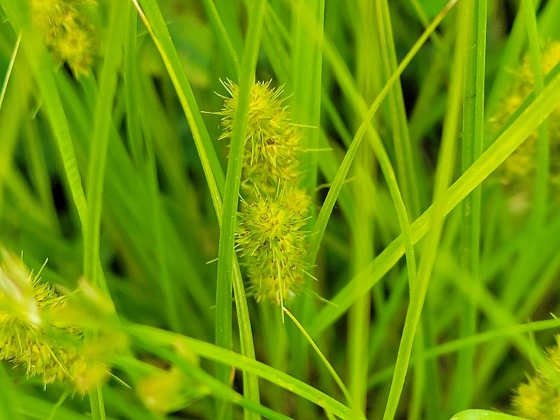 Carex vulpinoidea, photographed by Jean Sorensen