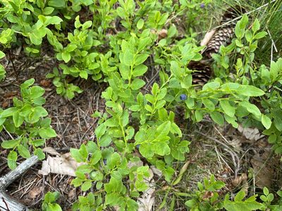 Vaccinium myrtillus, photographed by Pavel Kacl