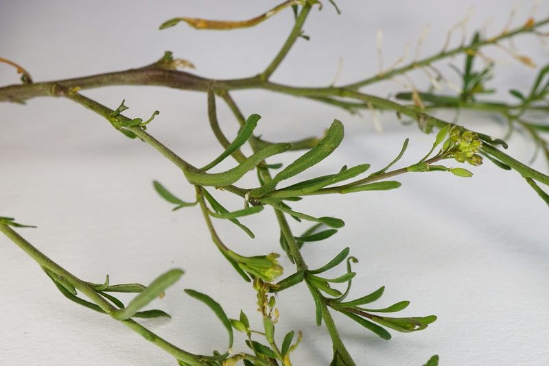 Lepidium ruderale, photographed by Patrick Hacker