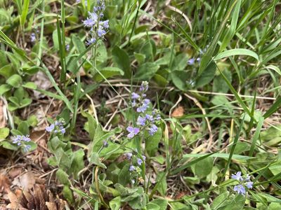 Veronica officinalis, photographed by Pavel Kacl