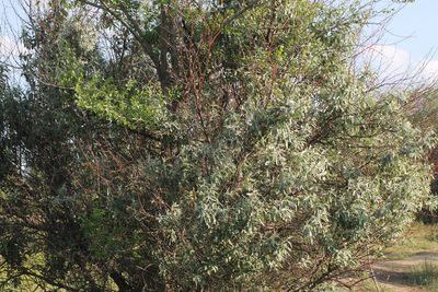 Elaeagnus angustifolia, photographed by ll r Ирина