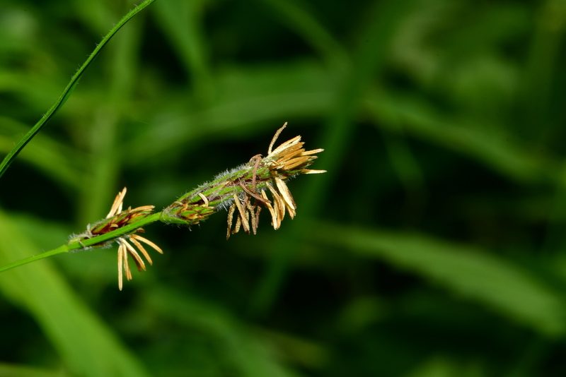 Carex hirta, photographed by Поляков Александр