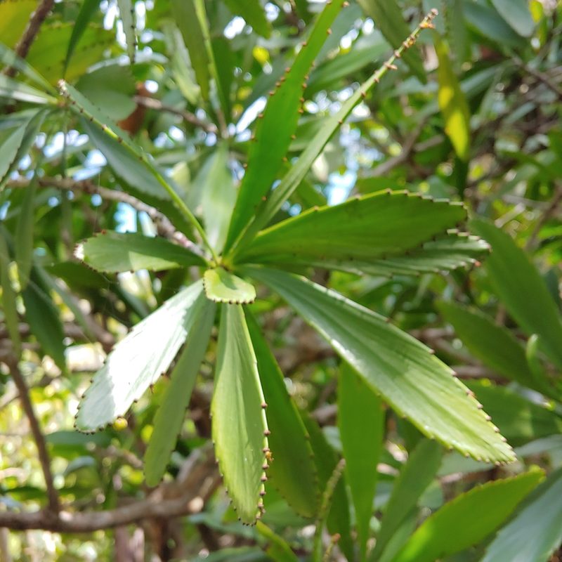 Phyllanthus epiphyllanthus, photographed by Kurt Miller