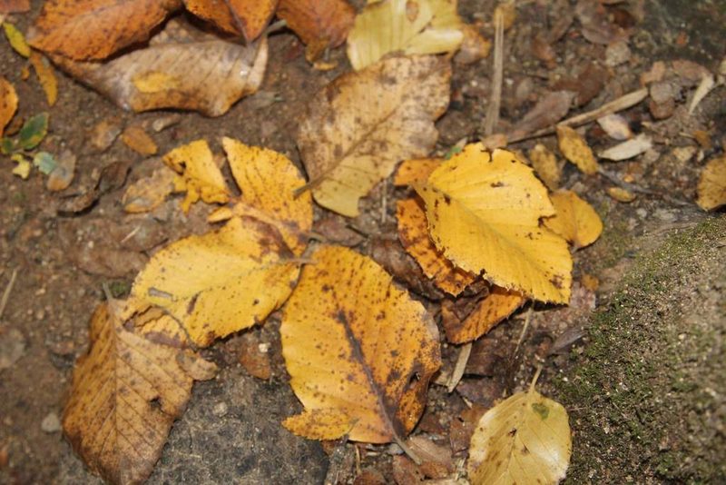 Nothofagus alessandrii, photographed by Cesar Ormazabal