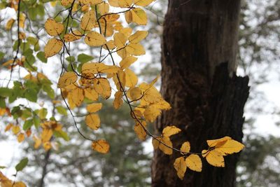 Nothofagus alessandrii, photographed by Cesar Ormazabal