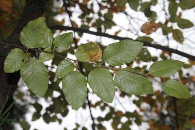 Nothofagus alessandrii, photographed by Cesar Ormazabal
