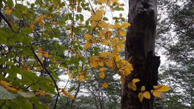 Nothofagus alessandrii, photographed by Cesar Ormazabal
