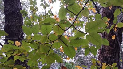 Nothofagus alessandrii, photographed by Cesar Ormazabal