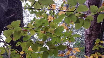 Nothofagus alessandrii, photographed by Cesar Ormazabal