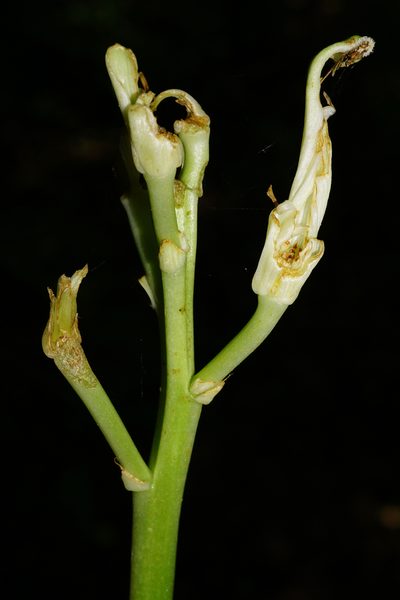 Lilium candidum, photographed by Patrick Hacker