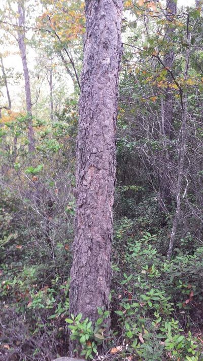 Nothofagus glauca, photographed by Cesar Ormazabal