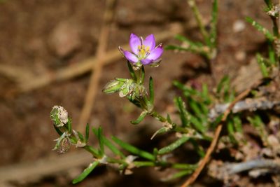 Spergularia rubra
