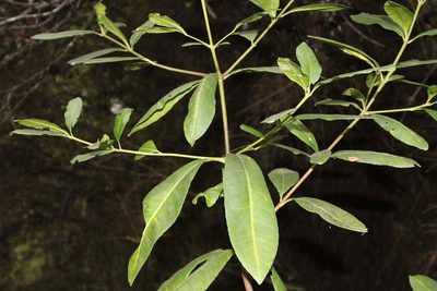 Pitavia punctata, photographed by Cesar Ormazabal