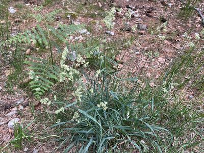 Dactylis glomerata, photographed by Pavel Kacl