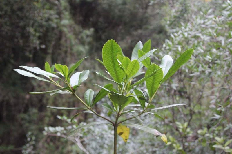 Pitavia punctata, photographed by Cesar Ormazabal