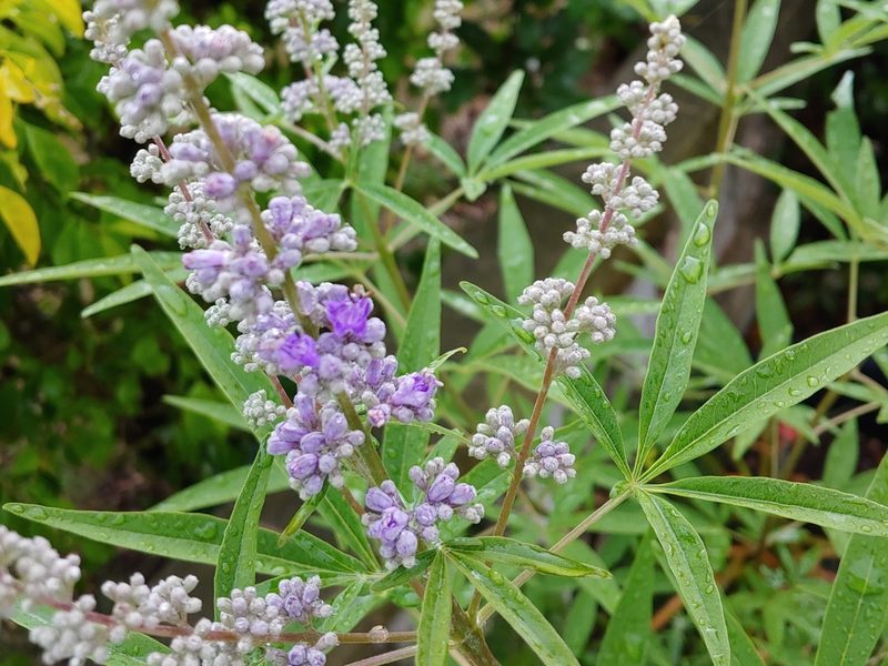 Vitex agnus-castus, photographed by Kurt Miller