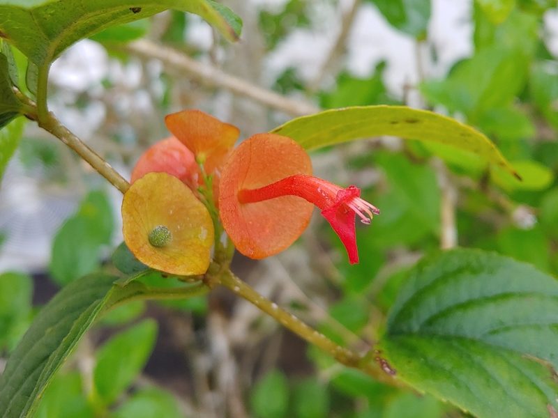 Holmskioldia sanguinea, photographed by Kurt Miller