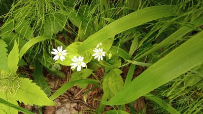 Stellaria bungeana, photographed by Tatiana Strus