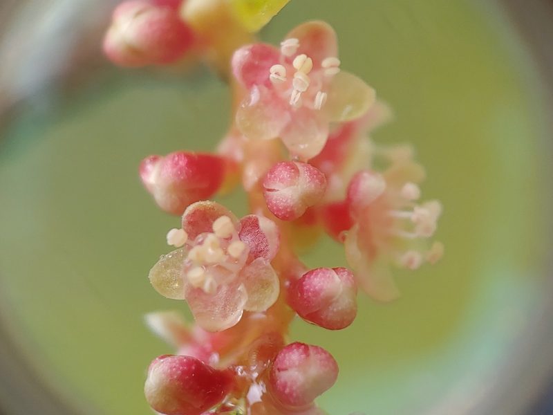 Coccoloba krugii, photographed by Kurt Miller