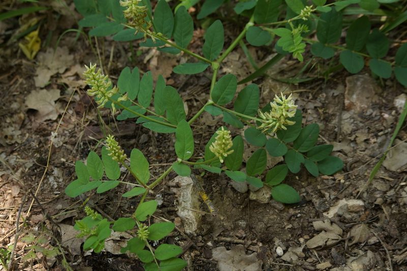 Astragalus glycyphyllos, photographed by Sergey Cherkasov