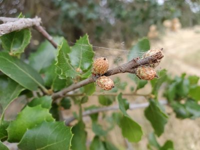 Quercus wislizeni, photographed by Mary K. Hanson