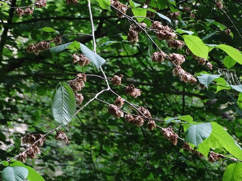 Ulmus glabra, photographed by Zeke Marshall