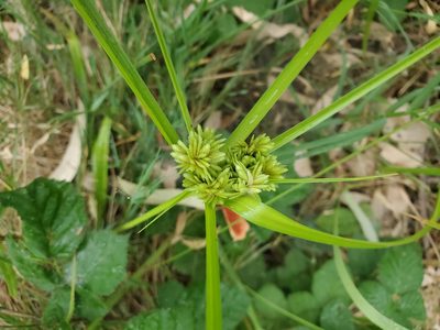 Cyperus eragrostis