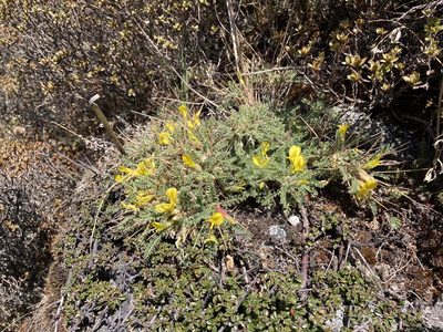 Astragalus rhizanthus, photographed by John Kenrick Gibson