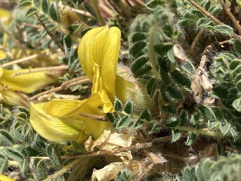 Astragalus rhizanthus, photographed by John Kenrick Gibson